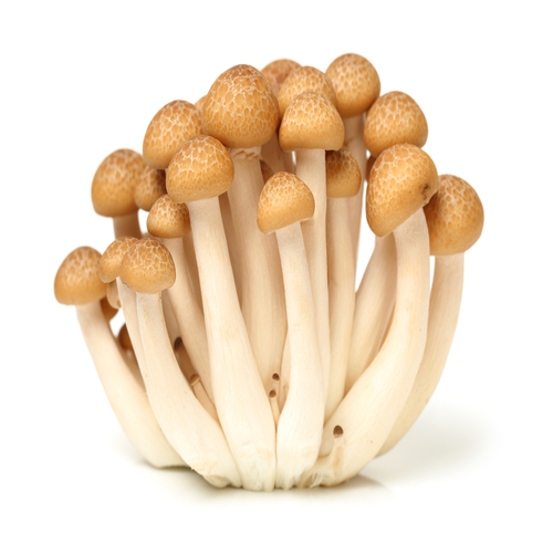 Shimeji Mushroom brown - 1 Pkt