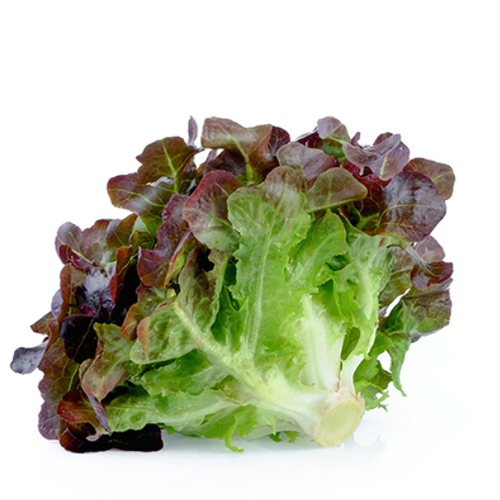 Lettuce Red Oak Leafy -250gm