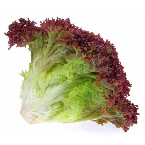 Lettuce Lollo Rosso -250gm