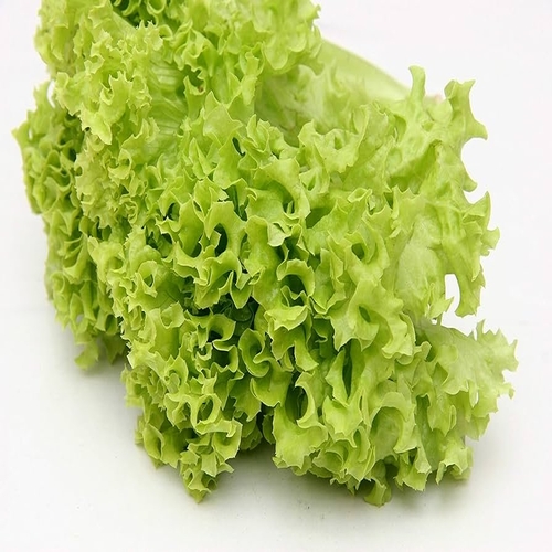 Lettuce SimSon/Leafy -250gm